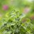 Oregano